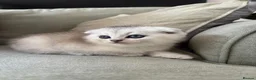 Scottish Fold cats for sale: Pure Scottish Fold  - Advert 3