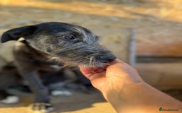 Mixed Breed dogs for adoption: LIA - a Beautiful young Girl, for a Loving Home - Image 11