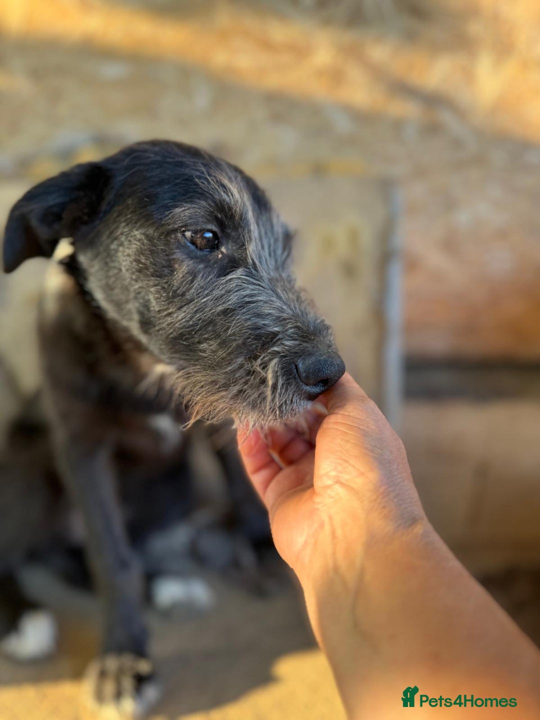 Mixed Breed dogs for adoption: LIA - a Beautiful young Girl, for a Loving Home - Image 11