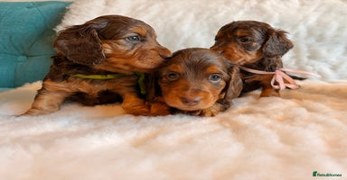 Miniature Dachshund dogs Long Haired Miniature Dachshund KC Sweethearts  - Advert 4