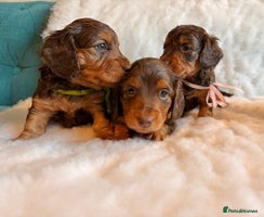 Miniature Dachshund dogs Long Haired Miniature Dachshund KC Sweethearts - Advert 14