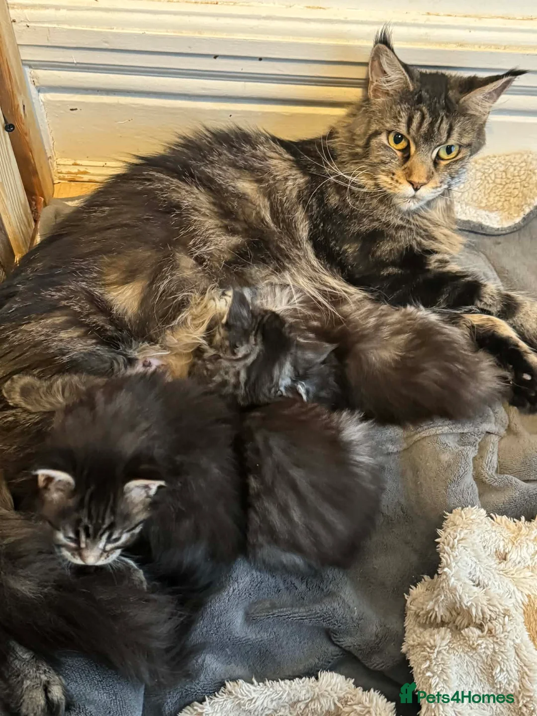 Maine Coon cats for sale: Maine Coon purebred kittens available  - Advert 11