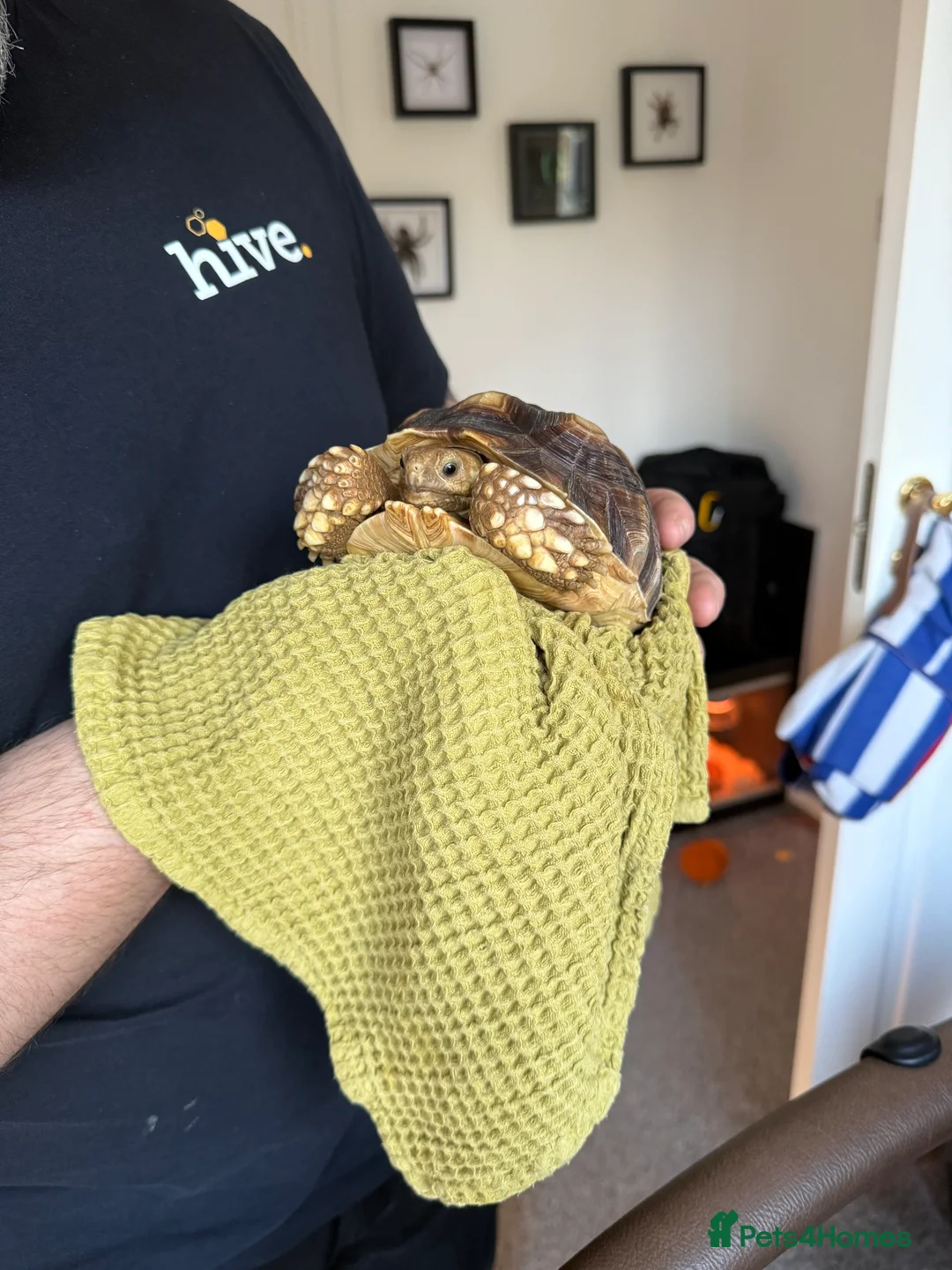 Tortoise reptiles for sale: Lovely little 2.5 year Male sulcata tortoise - Advert 2