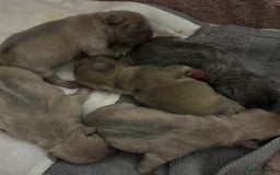 French Bulldog dogs for sale: LILAC Frawn 1girl pup left(I own both mom and dad) - Image 26
