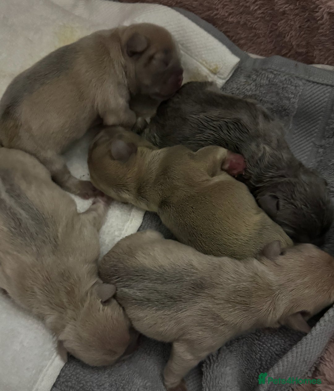 French Bulldog dogs for sale: LILAC Frawn 1girl pup left(I own both mom and dad) - Image 26