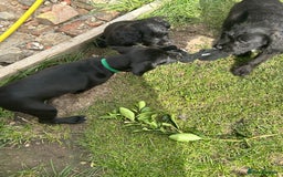 Mixed Breed dogs for sale: Jackapoo spaniel cross - hound puppies  - Image 34