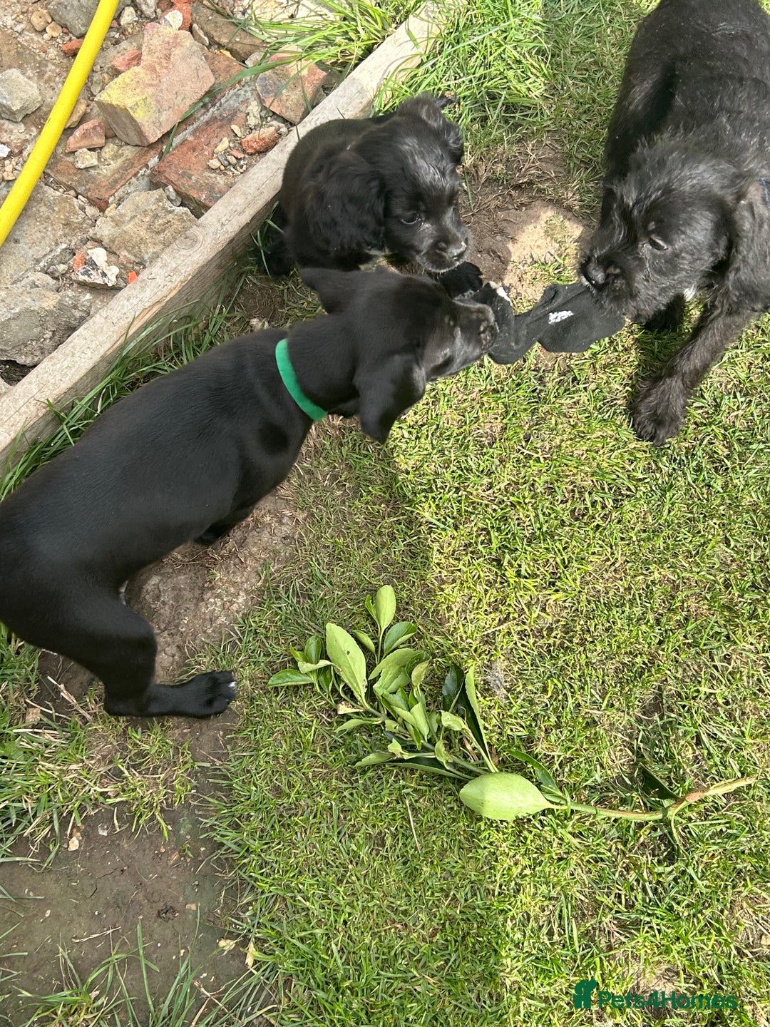 Mixed Breed dogs for sale: Jackapoo spaniel cross - hound puppies  - Image 34