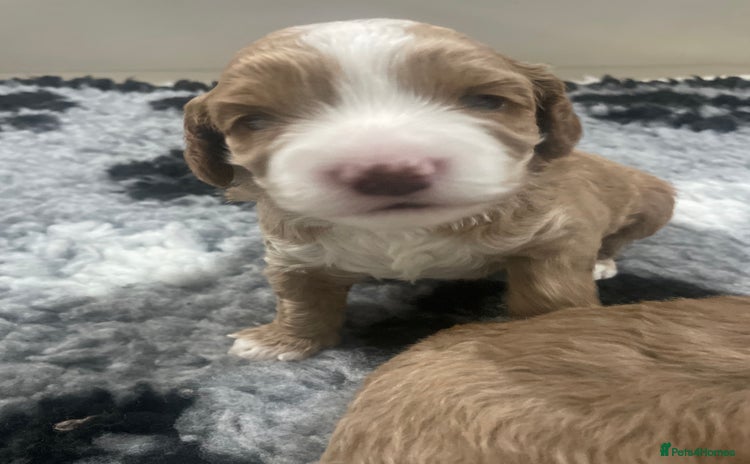 Cockapoo dogs - Advert 10