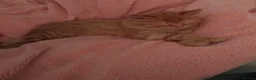 Mixed Breed cats for sale: female ginger kitten  in Basildon - Advert 3