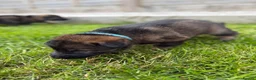 German Shepherd dogs for sale: 🐾 Working line German Shepherd puppies 🐾  - Advert 28