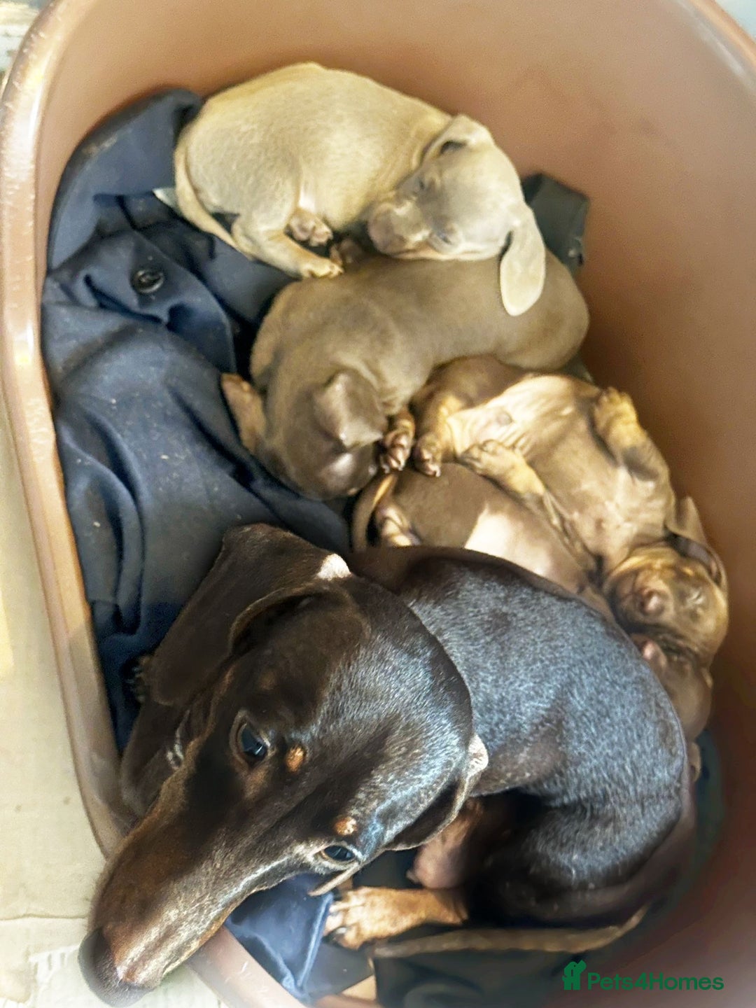 Dachshund dogs for sale: GORGEOUS DACHSHUNDS PUPPIES - Image 28