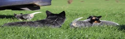 Australian Cattle Dog dogs for sale: 4 male Australian cattle dogs in Marlborough - Advert 6