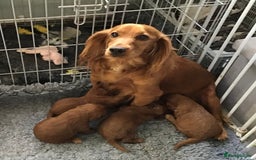 Cockapoo dogs for sale: 5* Miniature F1b Cockapoo Puppies - Advert 2