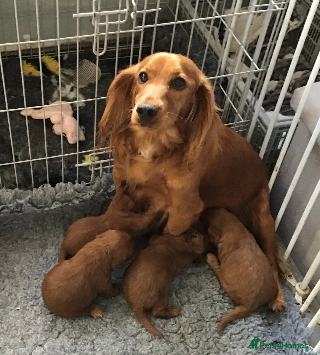 Cockapoo dogs for sale: 5* Miniature F1b Cockapoo Puppies - Advert 2