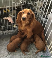 Cockapoo dogs 5* Miniature F1b Cockapoo Puppies - Advert 2