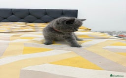 British Shorthair cats for sale: British short hair  - Image 4