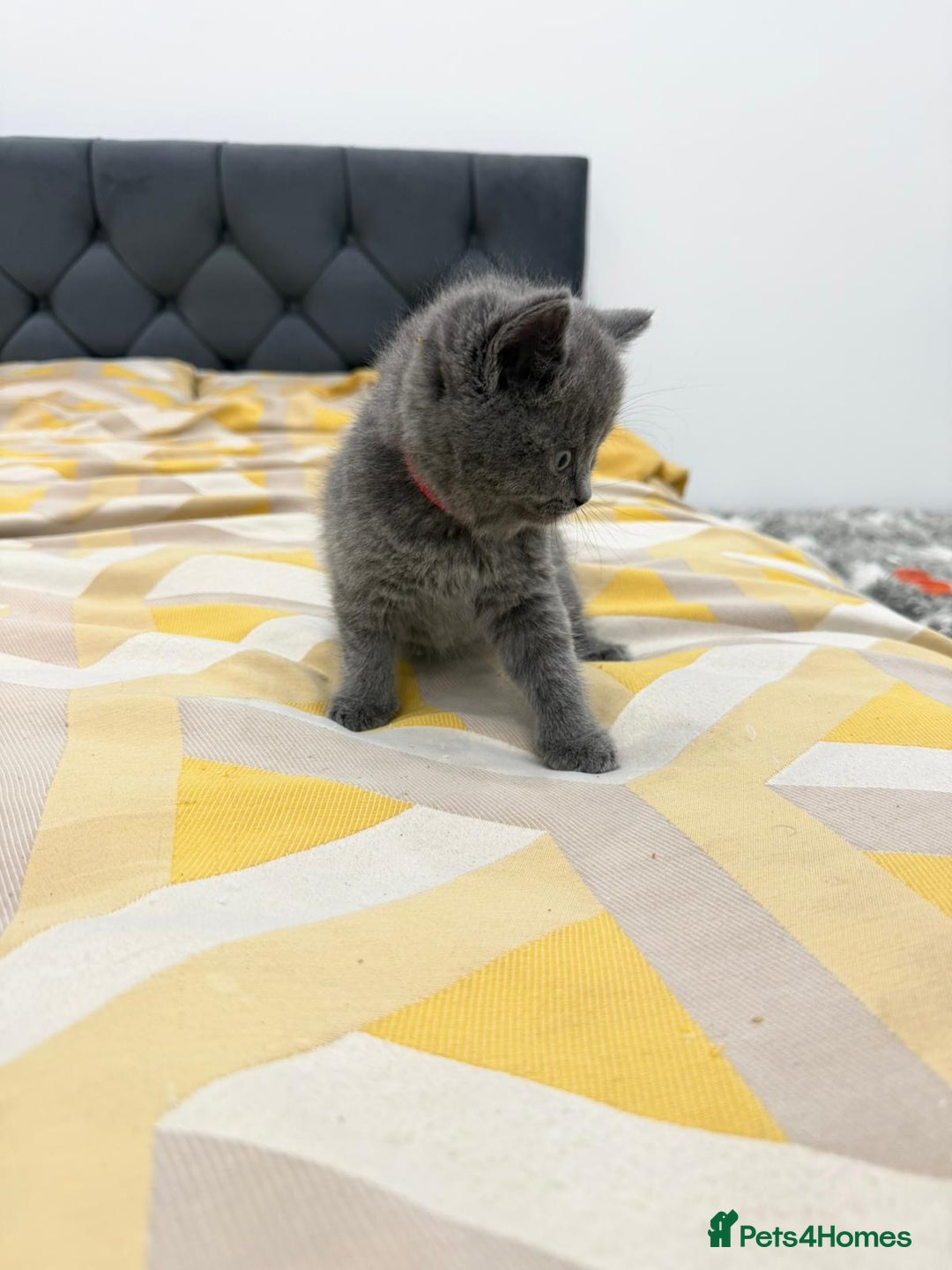British Shorthair cats for sale: British short hair  - Image 4