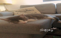 Domestic Shorthair cats for sale: Grey and white male - Image 3