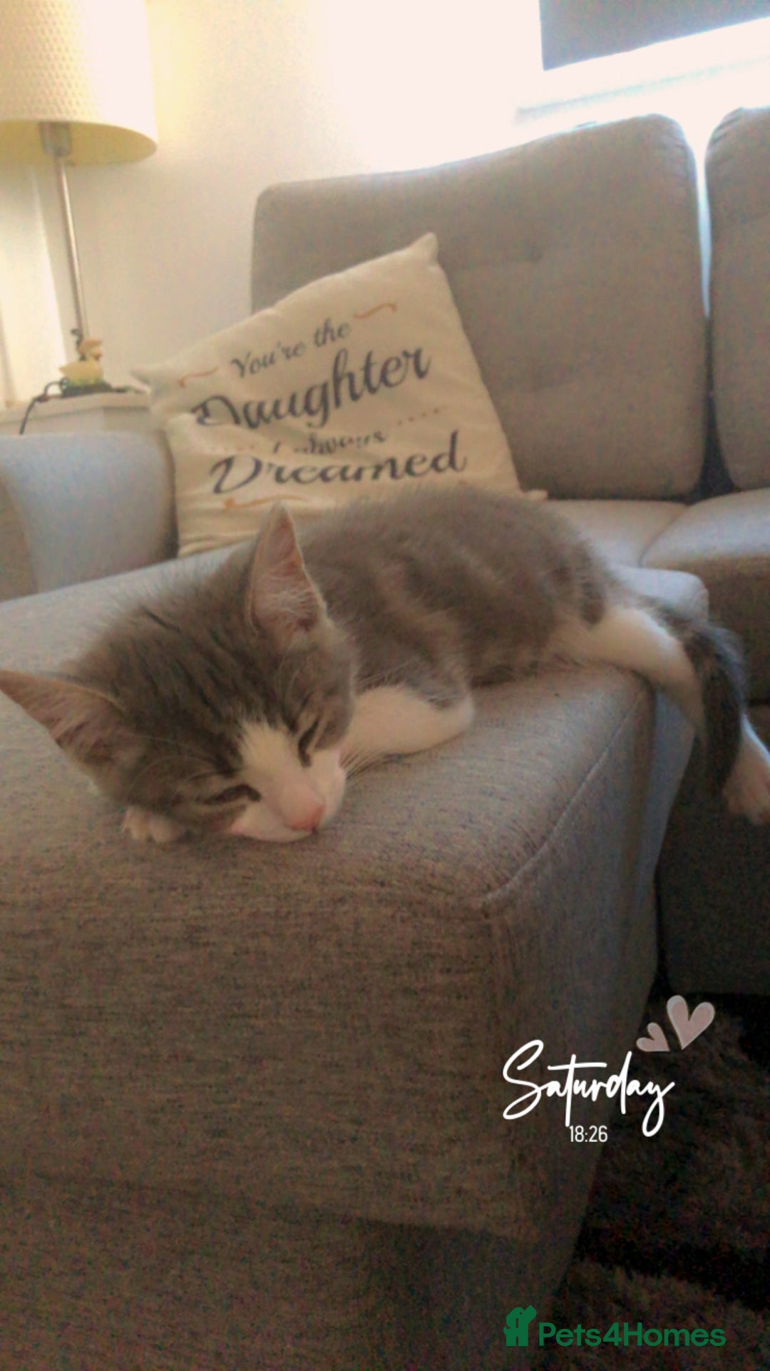Domestic Shorthair cats for sale: Grey and white male - Image 3