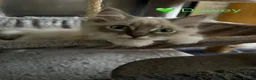 Ragdoll cats for sale: GCCF Registered - 1 Blue Tabby boy remaining - Advert 3