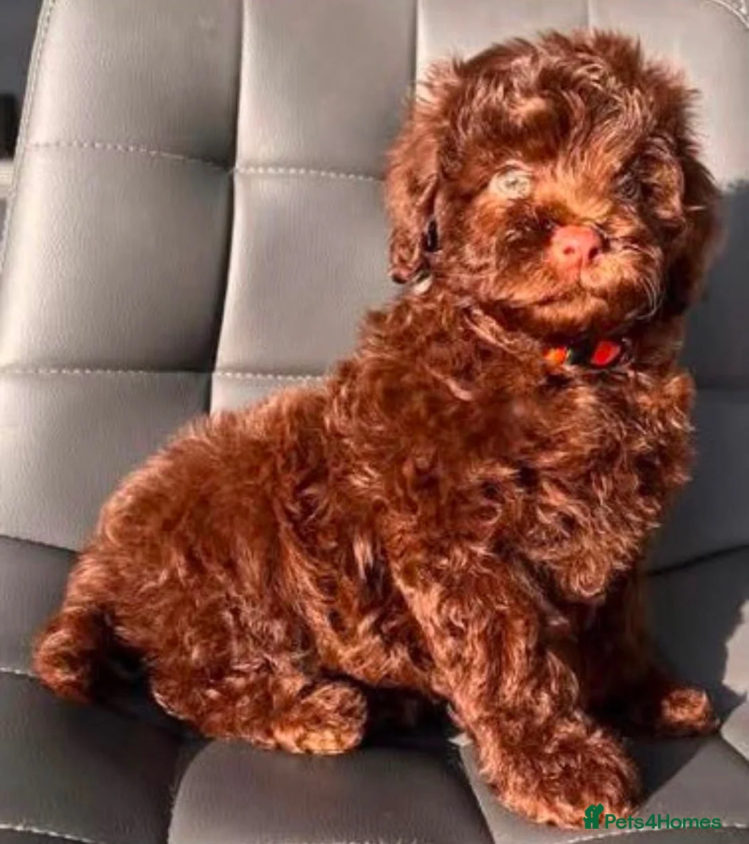 Cavapoo dogs for sale: Unique quality Cavapoo  - Advert 10