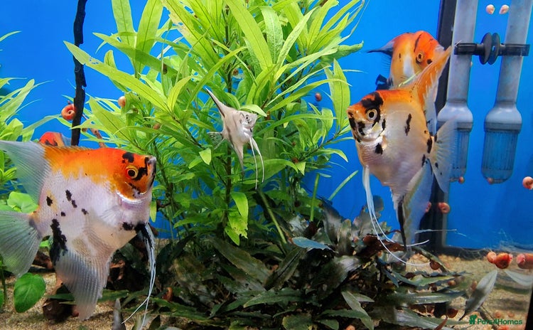 Angelfish fish - Advert 1