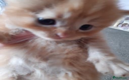 Persian cats for sale: Persian/ragdoll - Image 6