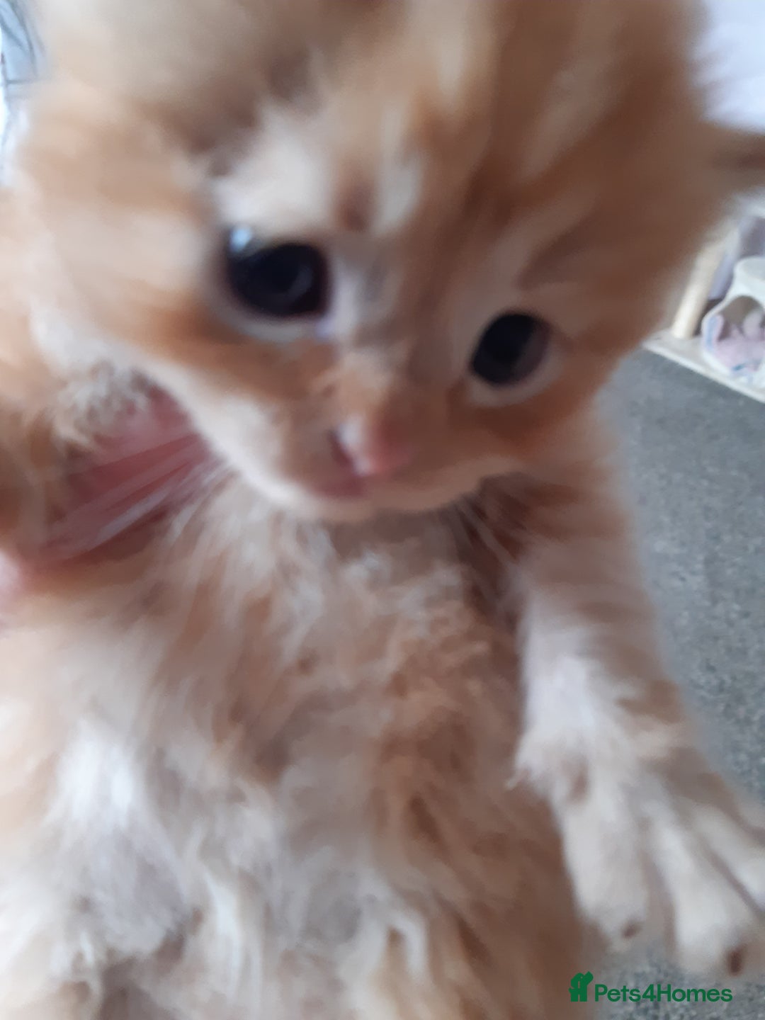 Persian cats for sale: Persian/ragdoll - Image 6