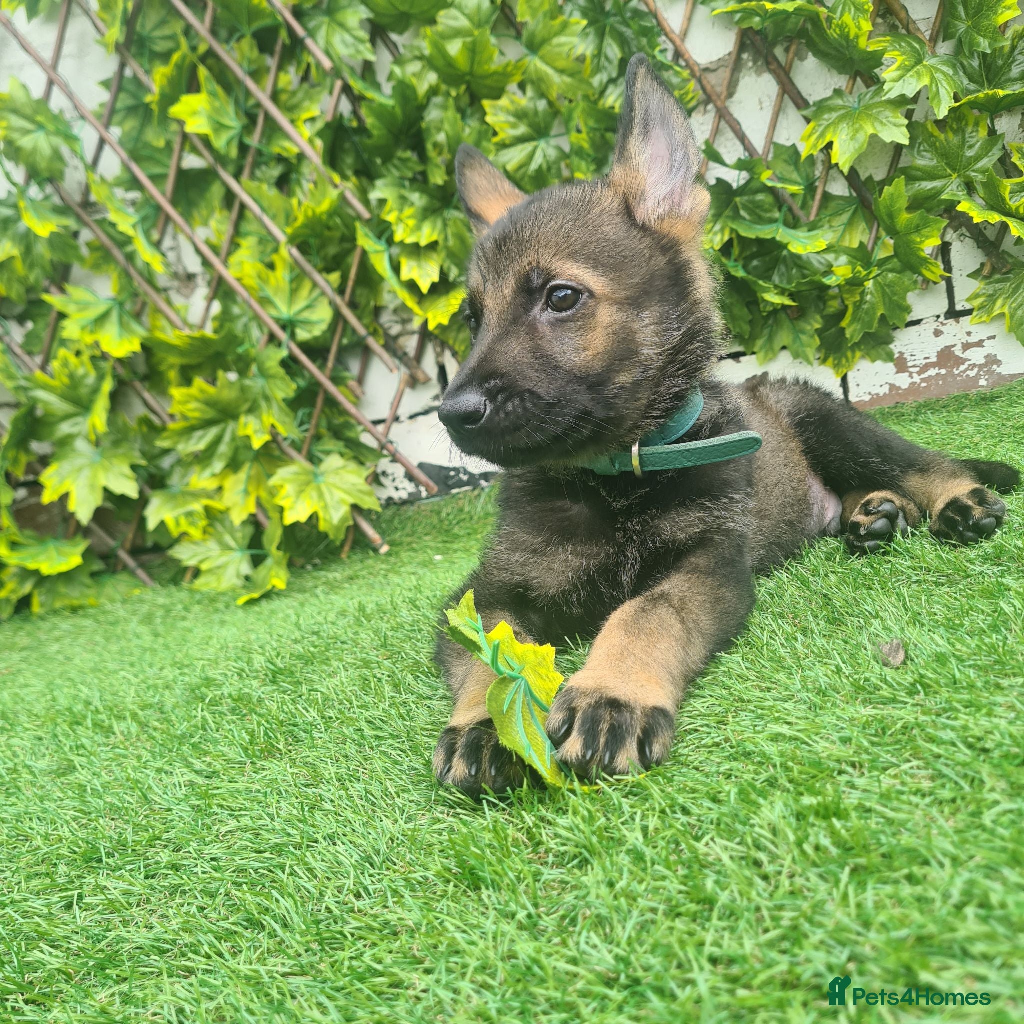 German Shepherd dogs German shepherd  - Advert 13