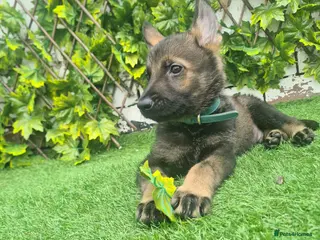 German Shepherd dogs German shepherd - Advert 1