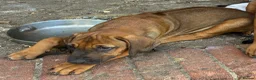 Rhodesian Ridgeback dogs for sale: Beautiful Rhodesian Ridgeback Puppies  - Advert 7