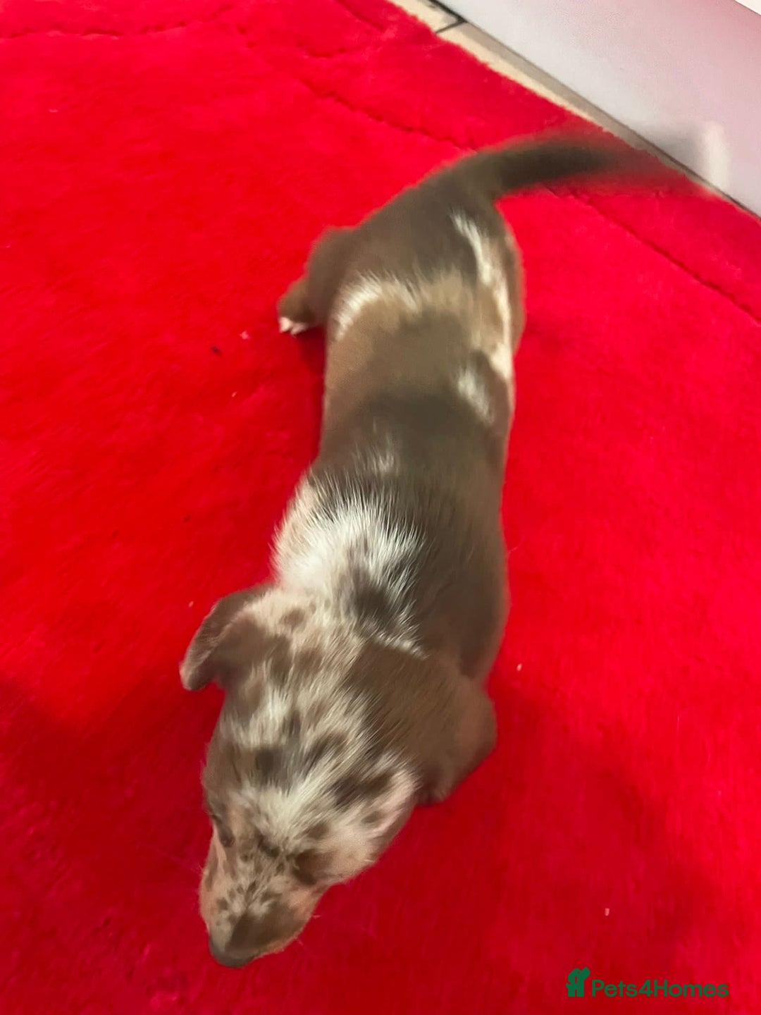 Mixed Breed dogs for sale: Dachshund x Jack Russel for sale - Advert 2