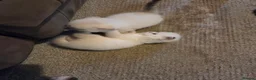 Selkirk Rex cats for sale: My Scottish Fold and Selkirk Rex are parents in Bristol - Advert 8