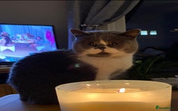 British Shorthair cats for sale: Belle - my beautiful, sweet, indoor baby  - Advert 9