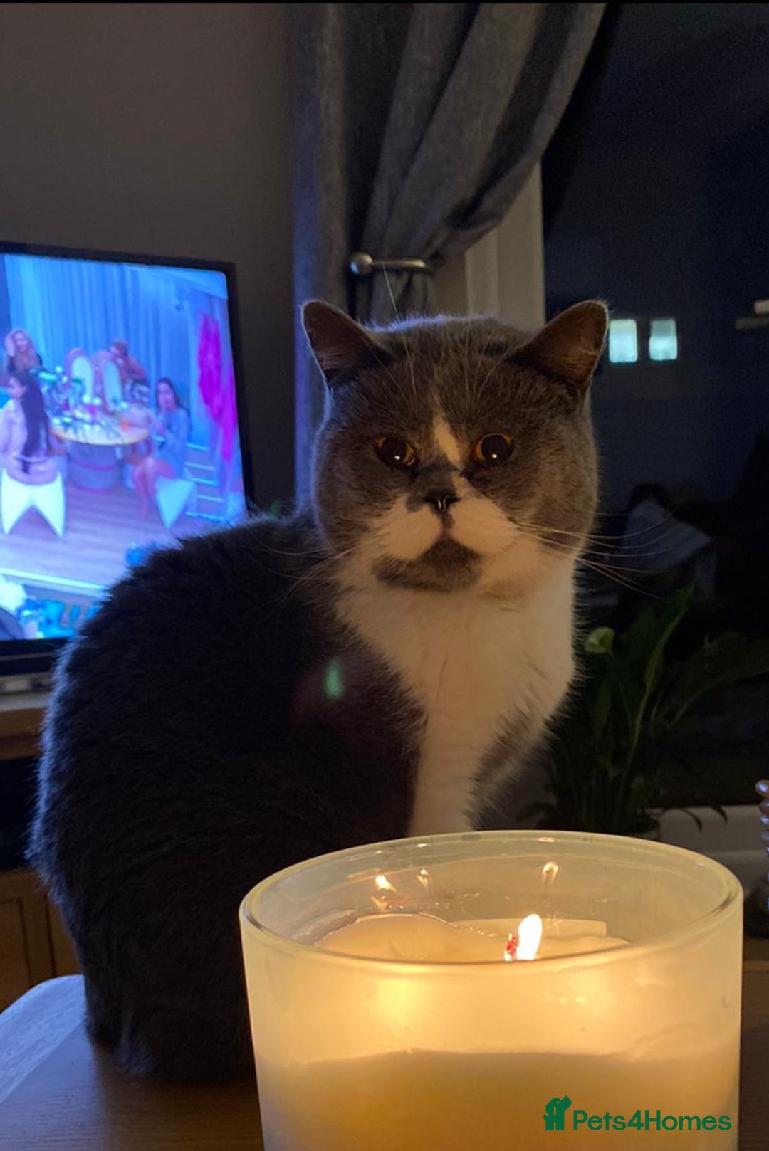 British Shorthair cats for sale: Belle - my beautiful, sweet, indoor baby  - Advert 9