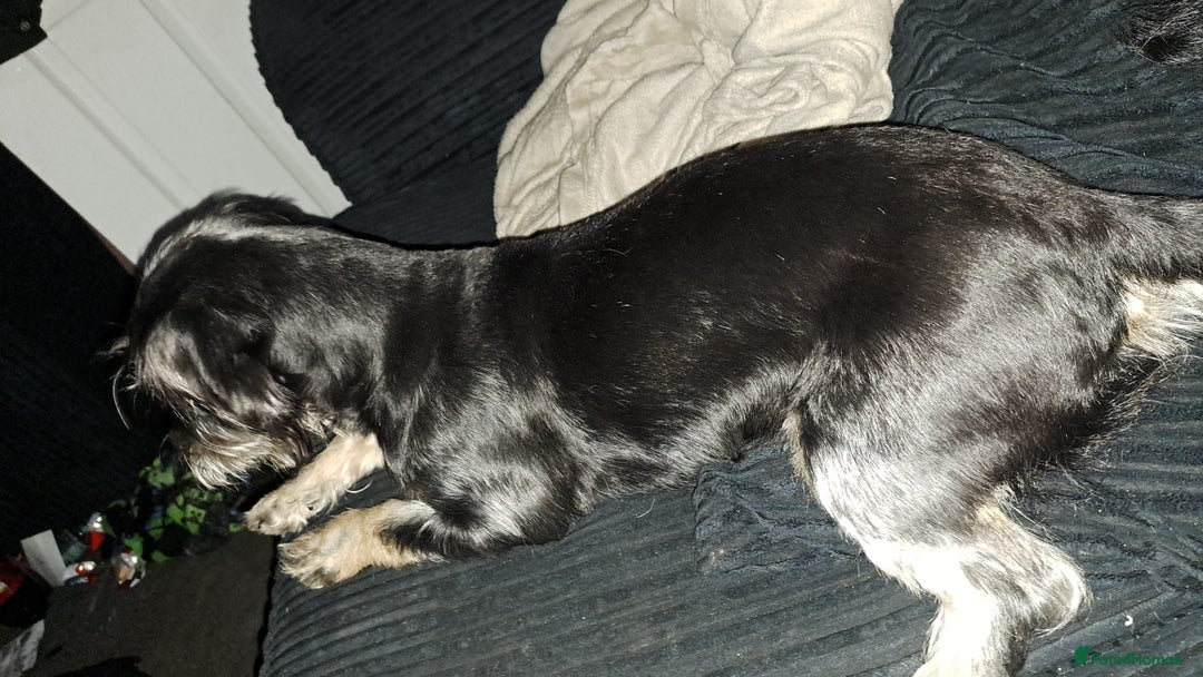 Mixed Breed dogs for sale: Willow - Advert 5