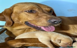 Labrador Retriever dogs for sale: Top Deep Red Quality Labrador KC Puppies - Image 4