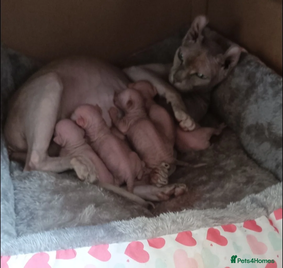 Sphynx cats for sale: Sphynx kitten to rehome - Advert 1