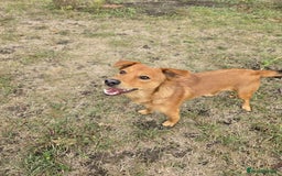Mixed Breed dogs for adoption: 💙🐶 ARCHIE AND ARNY🐶💙 - Image 9