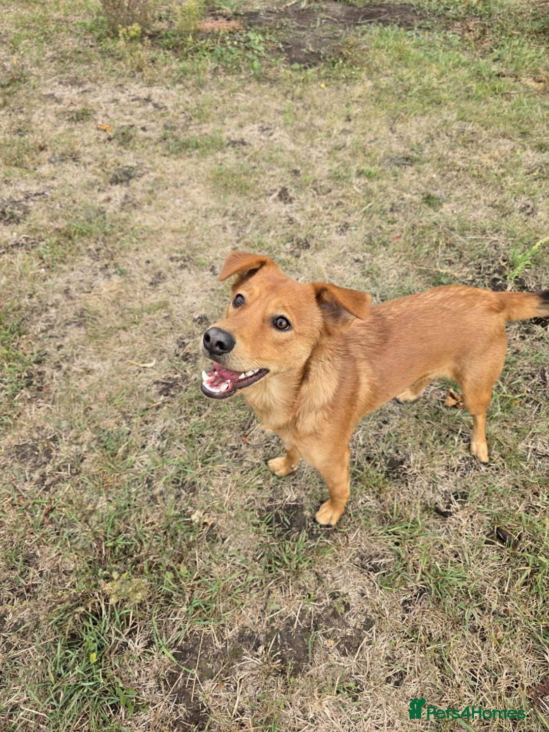 Mixed Breed dogs for adoption: 💙🐶 ARCHIE AND ARNY🐶💙 - Image 9