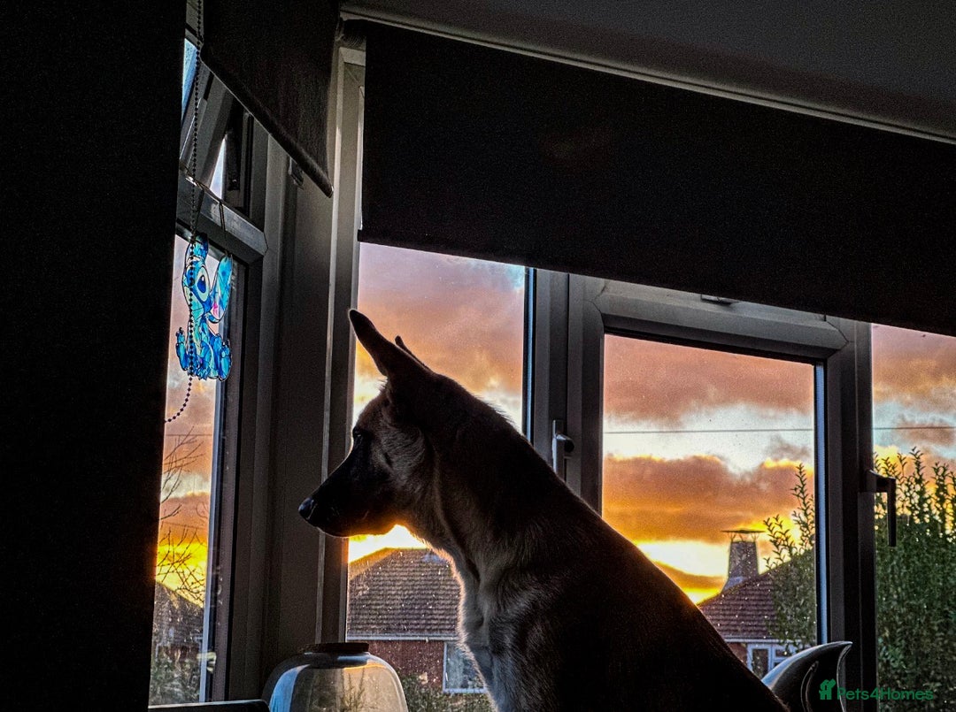 Mixed Breed dogs for sale: Texas - Advert 3