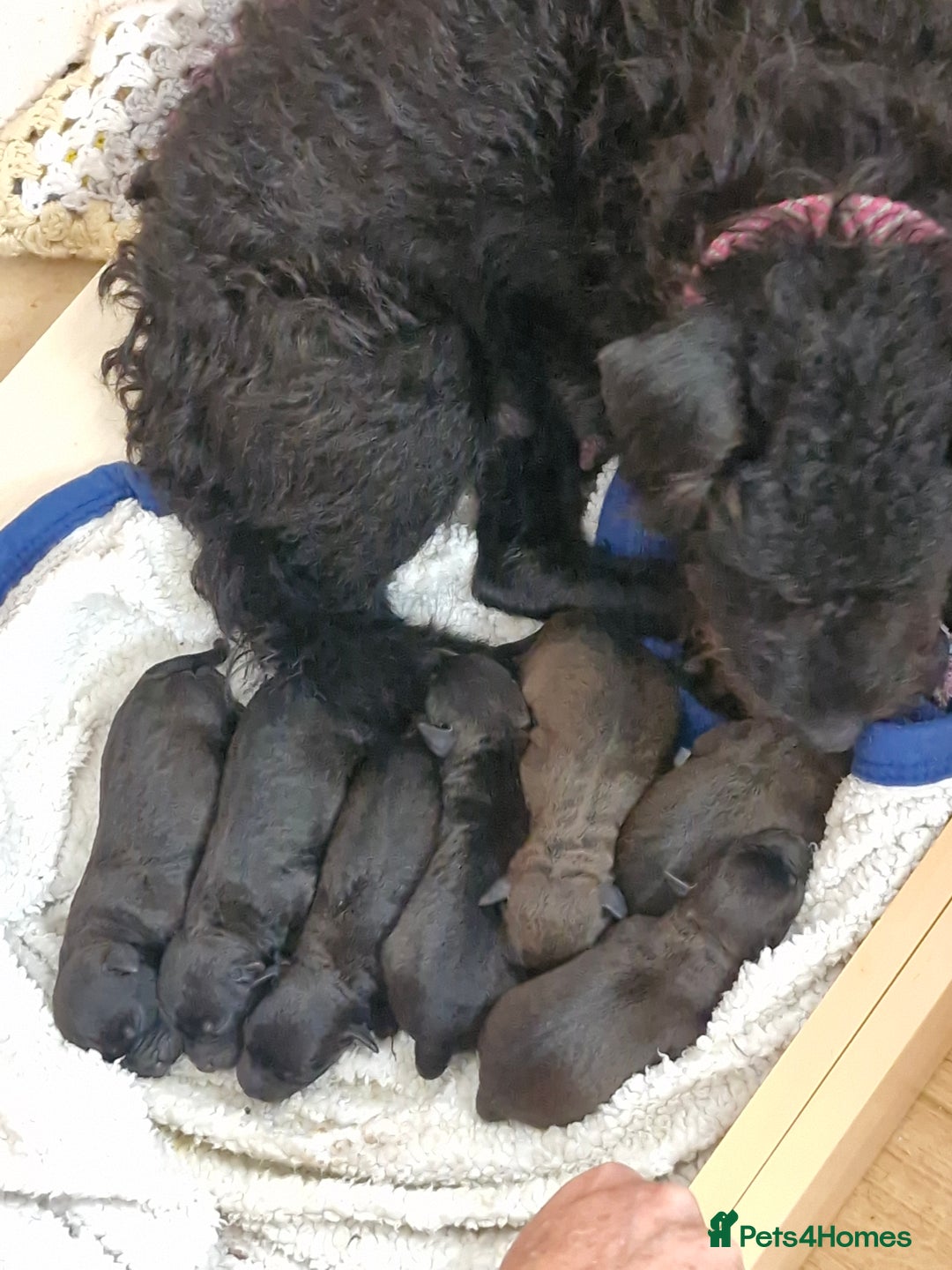 Patterdale Terrier dogs for sale: Patterdale x lakeland  - Image 1