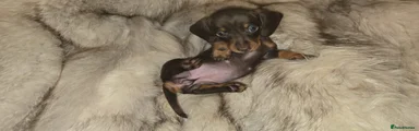 Miniature Dachshund Puppy 5
