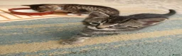 Mixed Breed cats for sale: 6 cute kittens for sale - Advert 22