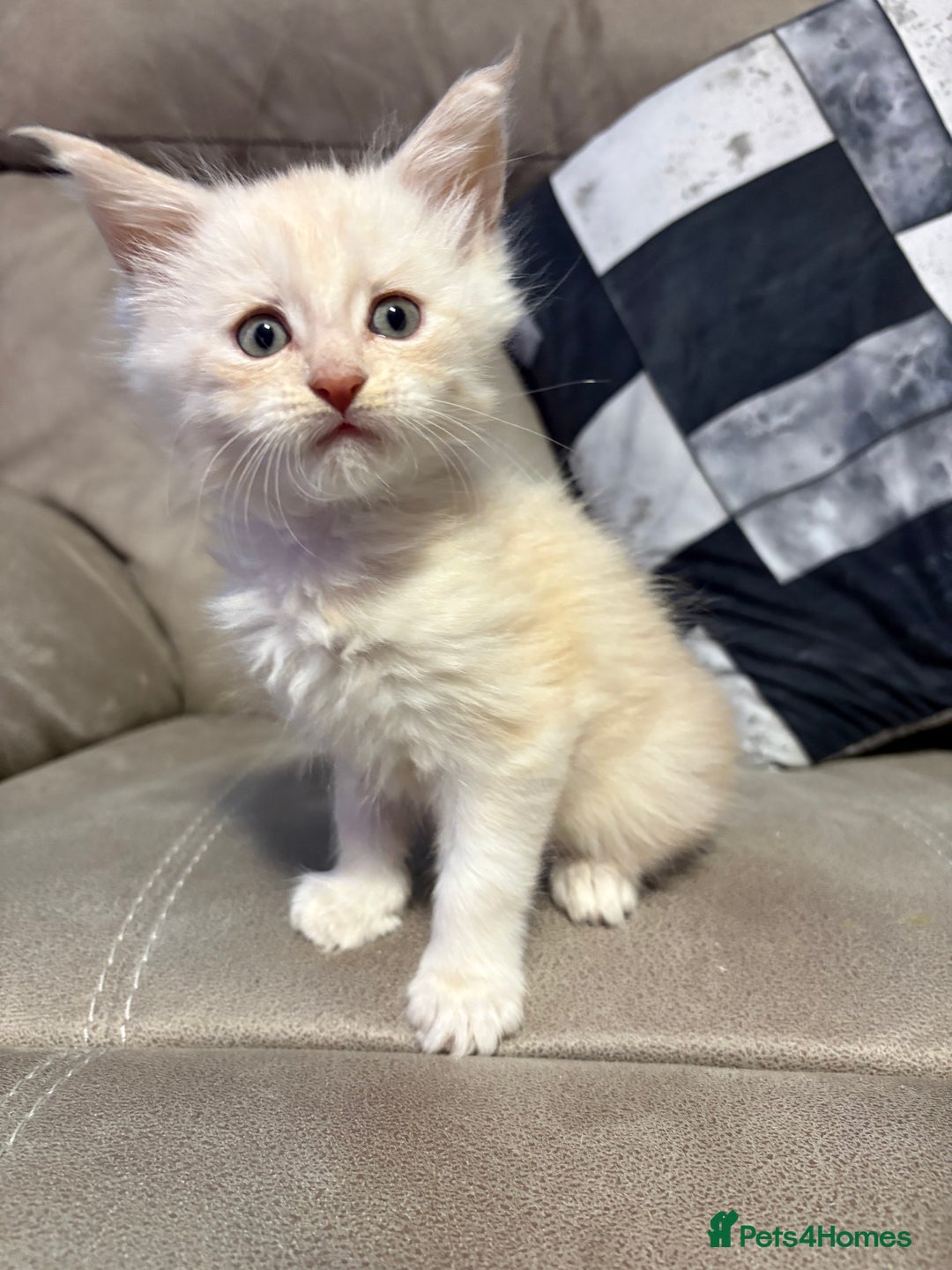 Maine Coon cats for sale: Last boy of litter - Advert 2