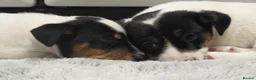 Jack Russell dogs for sale: Top Quality Jack Russell puppies  - Advert 14
