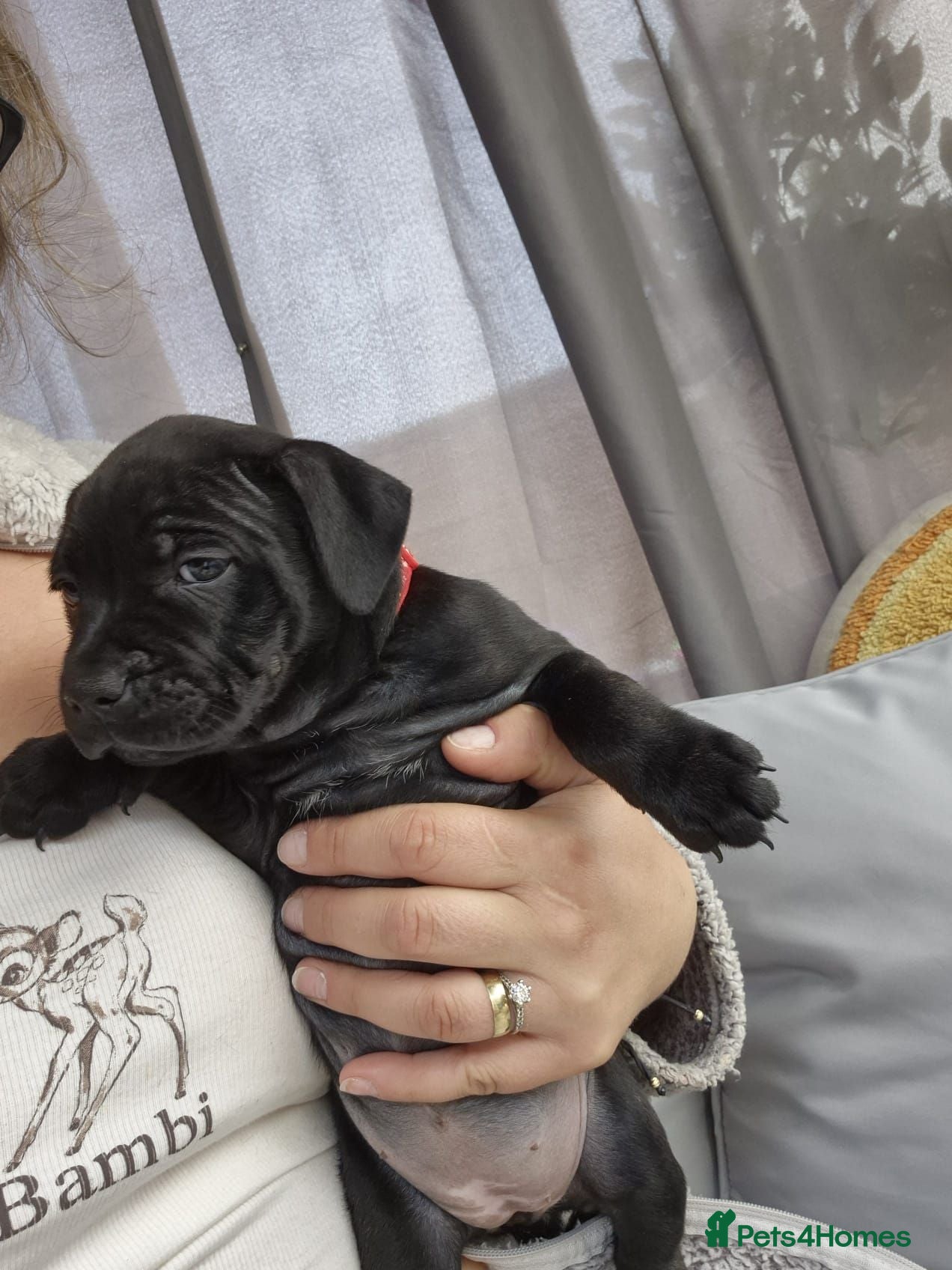 Staffordshire Bull Terrier dogs Gorgeous staffy puppy🥰🥰 - Advert 9