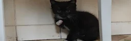 Mixed Breed cats for sale: Kitten for sale boy and girls  - Advert 14
