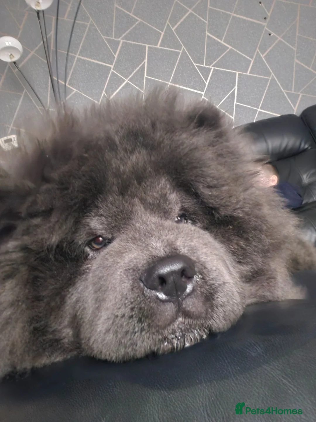Chow Chow dogs for sale: Blue chow chow for sale - Advert 8