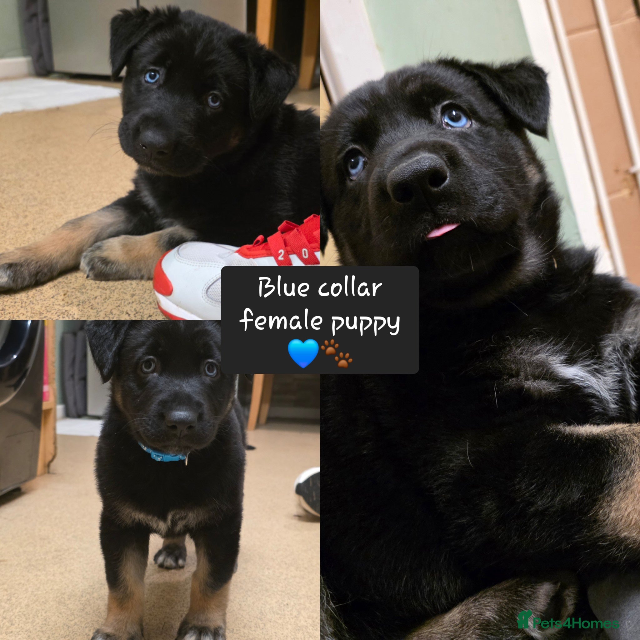 German Shepherd dogs 1 remaining🐾 3 female german shepherd puppies 🐾 - Advert 7